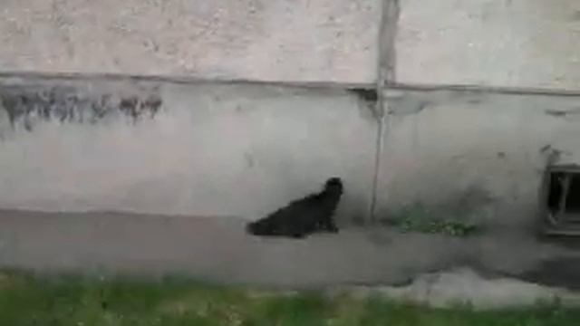 Кошка упала со 2-ого этажа и пытается туда залесть смотреть онлайн