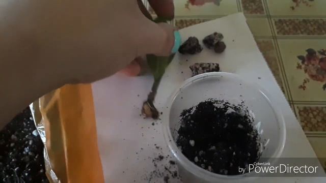 Мои комнатные цветы/Пересадка замиокулькасов Raven и Lucki White смотреть онлайн