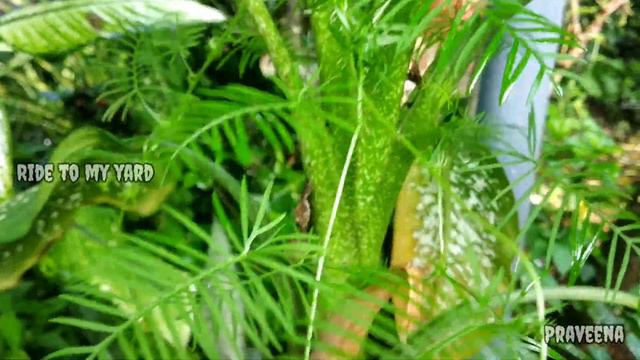 Episcia flowers | Ride to my yard | Praveena | Flame violet flowers смотреть онлайн