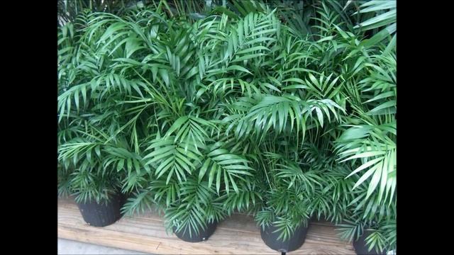 # Conhecendo as Plantas: Palmeira Chamaedorea Elegans смотреть онлайн