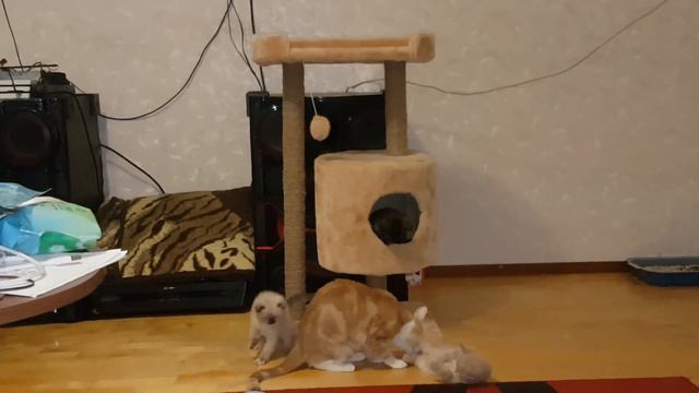 Котята шотландские😻большая игрушка🙀 смотреть онлайн