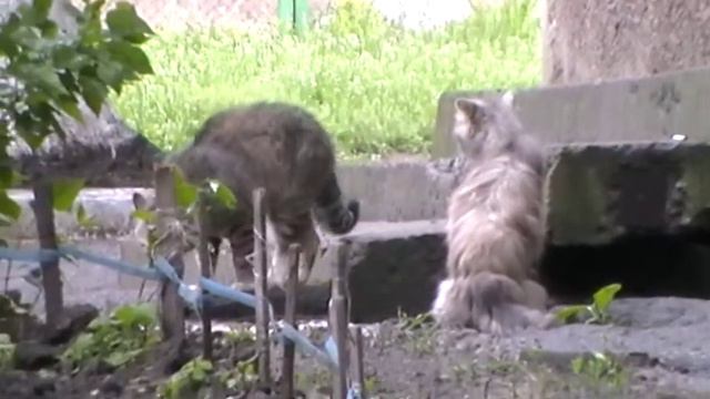 Луганск. пос. Юбилейный. Коты. 2014 смотреть онлайн
