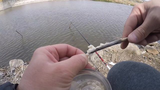ЖОР у Карася на СЫРУЮ МАНКУ (БОЛТУШКУ) Рыбалка на поплавок весной в камыше! смотреть онлайн