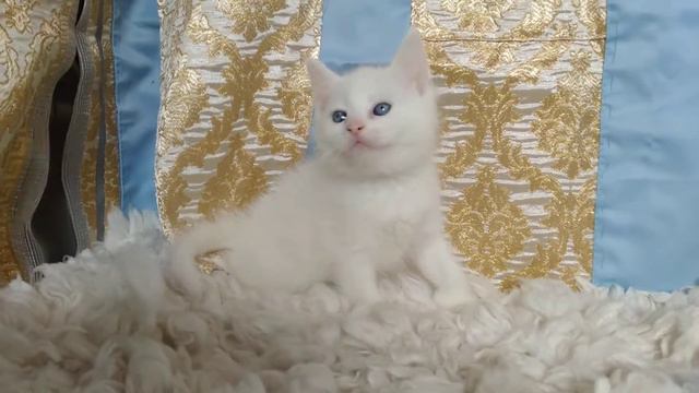 сибирская короткошерстная смотреть онлайн