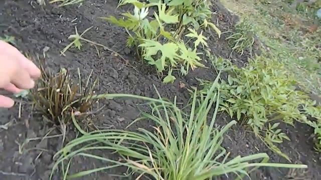Цветник в бело-сиреневых тонах Пересадка многолетников смотреть онлайн