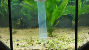 Как правильно сифонить грунт в аквариуме.