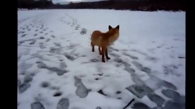 Лиса и Рыбаки смотреть онлайн