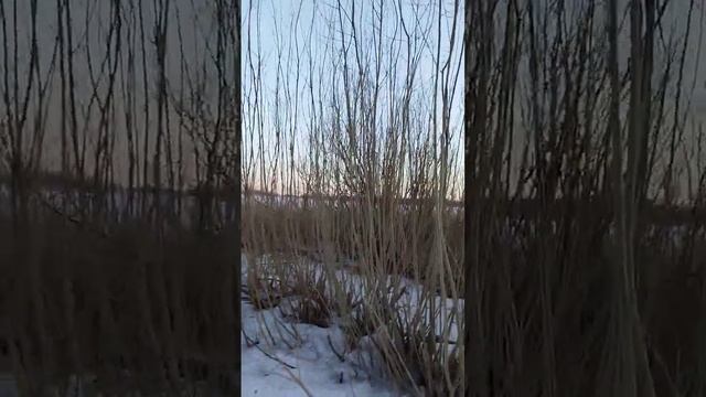 облагороженная делянка дикой ивы для плетня смотреть онлайн
