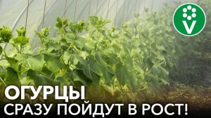 ДАЖЕ ДОХЛЫЕ ОГУРЦЫ МИГОМ ПОЙДУТ В РОСТ, ЕСЛИ ОПРЫСКАТЬ ИХ ЭТИМ!