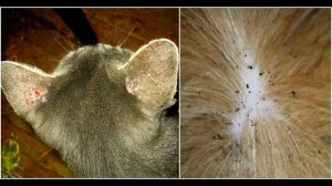 Как избавиться от блох у кошки: 5 шагов по выведению паразитов