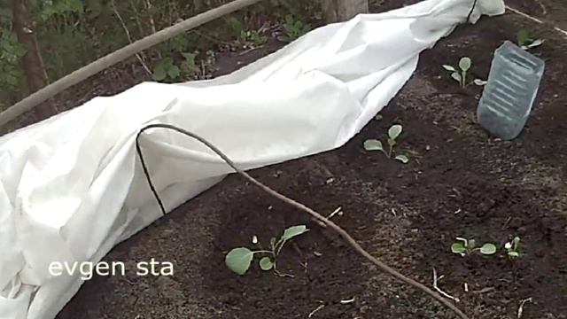 Рассада капусты Контрасты температур смотреть онлайн