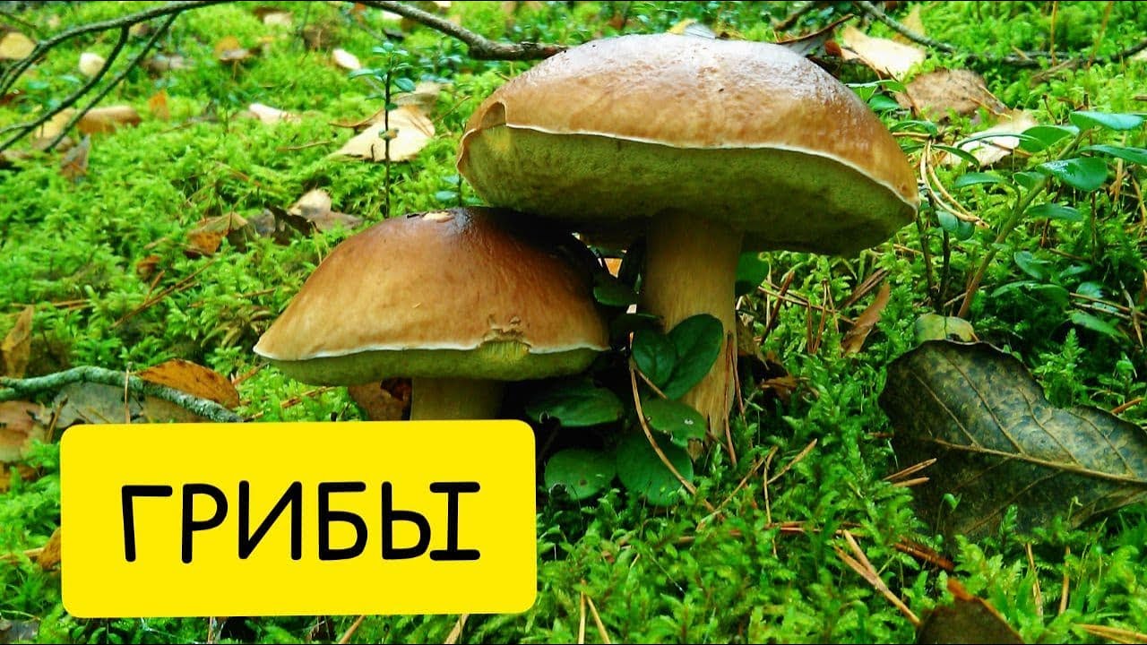 К чему снятся ГРИБЫ. Толкование сна смотреть онлайн