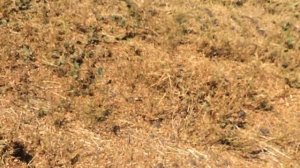 Посев чечевицы. Уборка, финал. 13.07.18