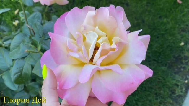 #41 Первый день осени и мои прекрасные розы(Приёр де Сан Косм,Поль Нейрон,Афродита,Мамитален,Джаз д смотреть онлайн