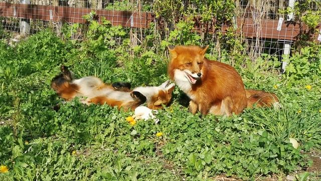 Лиса Фокси издает хихикающие звуки смотреть онлайн