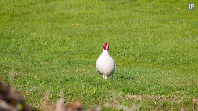 A White Pheasant - (Phasianus colchicus) - Zennor, Cornwall, UK смотреть онлайн