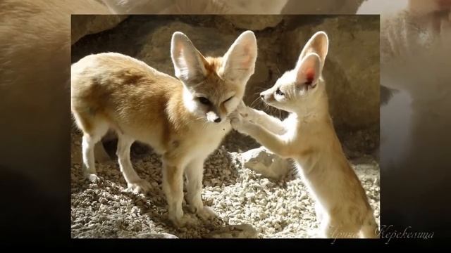 #Фенек_пустынная_лиса смотреть онлайн
