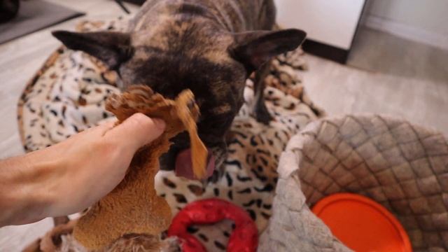 Какую ИГРУШКУ купить для ФРАНЦУЗСКОГО БУЛЬДОГА смотреть онлайн