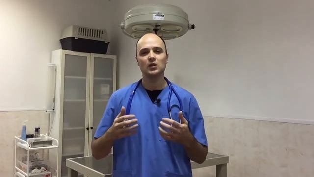 Профессия ветеринар  описание, обучение, зарплата, плюсы и минусы