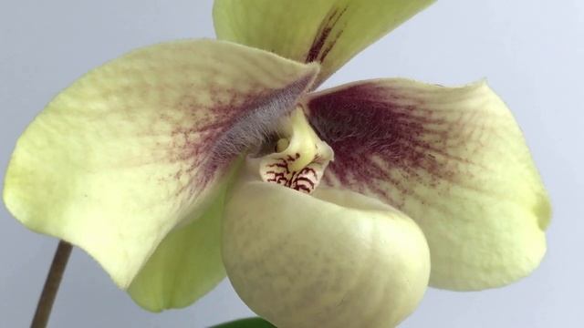 Paphiopedilum Hangianum - роскошный красавец!