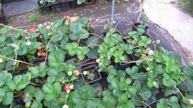 Обзор новых ремонтантных сортов клубники: КАБРИЛЛО, ВИВАРА, МУРАНО, МАДЖЕСТИК и др. ПРОДОЛЖЕНИЕ..