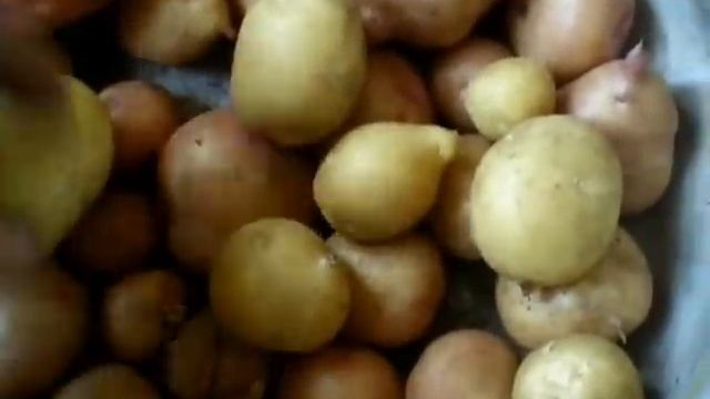 Результат оздоровления картофеля - выращивание из ростков. смотреть онлайн