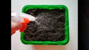 Как вырастить рассаду бархатцев.