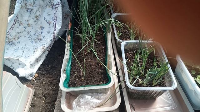 Помидоры в теплице замерзли! Как их спасти? смотреть онлайн