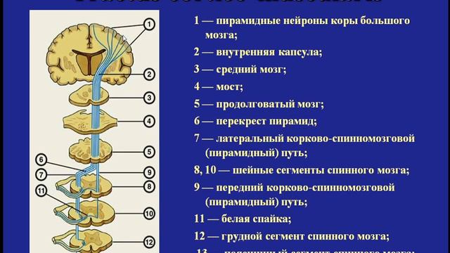 Основы анатомии и физиологии нервной системы смотреть онлайн
