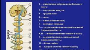 Основы анатомии и физиологии нервной системы