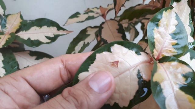 Who Know The Flower Name's - Plant Collection смотреть онлайн