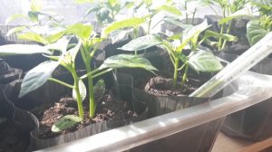 Рассада перца будет расти зеленой и крепкой. Как ухаживать за рассадой  перца.