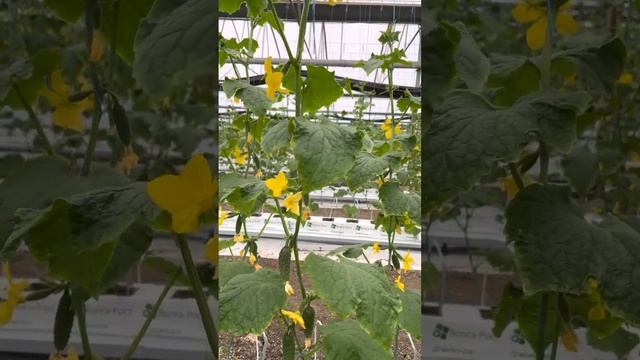 Огурец СЕВЕРИН F1. ВЫРАЩИВАНИЕ В ТЕПЛИЦАХ огурца. ДОМАШНИЙ ОГУРЕЦ смотреть онлайн