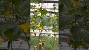 Огурец СЕВЕРИН F1. ВЫРАЩИВАНИЕ В ТЕПЛИЦАХ огурца. ДОМАШНИЙ ОГУРЕЦ