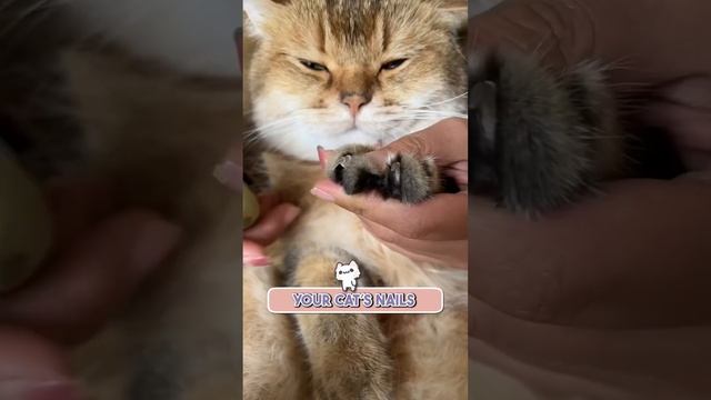 Grooming Made Easy! ?? смотреть онлайн