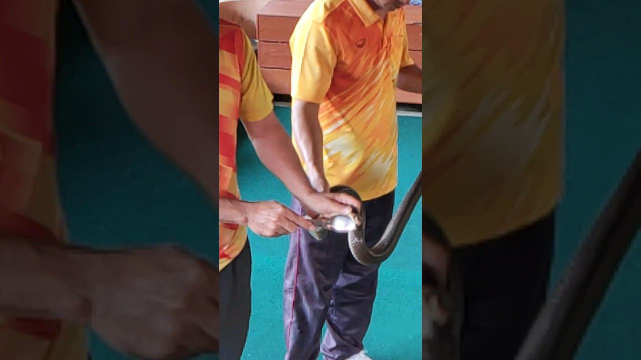 Как берут Яд у кобры. Бесплатная обзорка Пхукет. Таиланд 2024 за 50 тысяч рублей. @tutsi-dieti смотреть онлайн