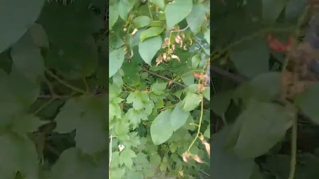 ШОК! ВОТ ЧТО ВЫРОСЛО НА ЧЕРЁМУХЕ!? #shorts #сад #цветы #мистика #шок #аномалия смотреть онлайн