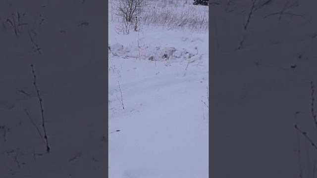 Самодельный снегоход,двигатель иж юпитер 5 смотреть онлайн