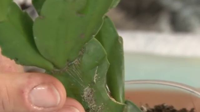 декабрист - лесной кактус смотреть онлайн