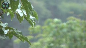 Успокаивающее и умиротворяющее чтение Корана под звуки дождя и грома | Сура Ар-Рахман, Омар Хишам