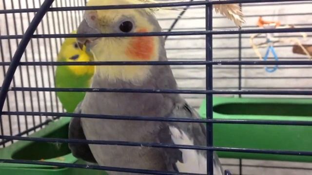 Учим свистеть. Обучение попугая песне. Попугай корелла слушает и повторяет Тайминг в описании. смотреть онлайн