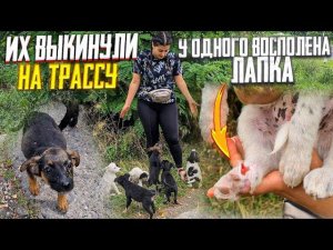 Много щенков выкинули на трассу на смерть .Я в шоке. Стерилизуйте своих собак