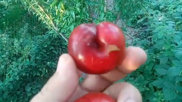 Гибрид Слива + Персик(Персиковая слива). Не нектарин!!! смотреть онлайн