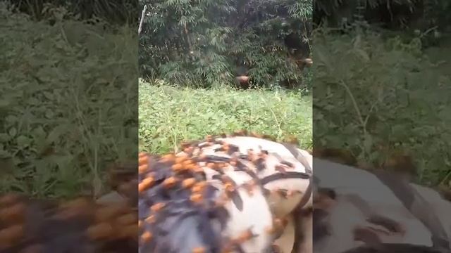 Шершни атакуют смотреть онлайн