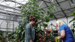 Grow Ceres | Growing Edible Flowers in a Passive Solar Greenhouse