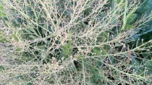 Как хрен, только ЛУЧШЕ! Растение Катран - что это такое, для чего нужен, как растет и размножается!