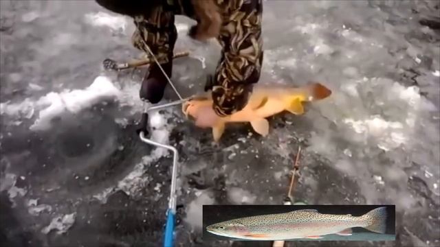 РЫБАКИ НЕ ПОНЯЛИ ЧТО ЭТО ЗА РУСАЛКА МОНСТР !? ОЧЕНЬ МНОГО РЫБЫ Вот это рыбалка 2018 ! Зверь смотреть онлайн