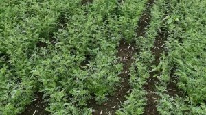 Сеем НУТ после подсолнечника под EXPRESS