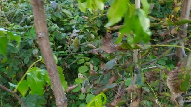 ЗІЗІФУС . ТаЯнДзао смотреть онлайн