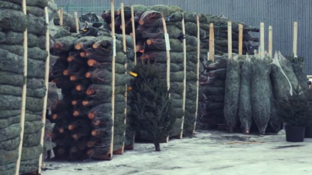 Живые ёлки ОПТОМ смотреть онлайн